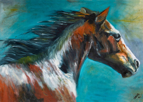 Arabian Stallion